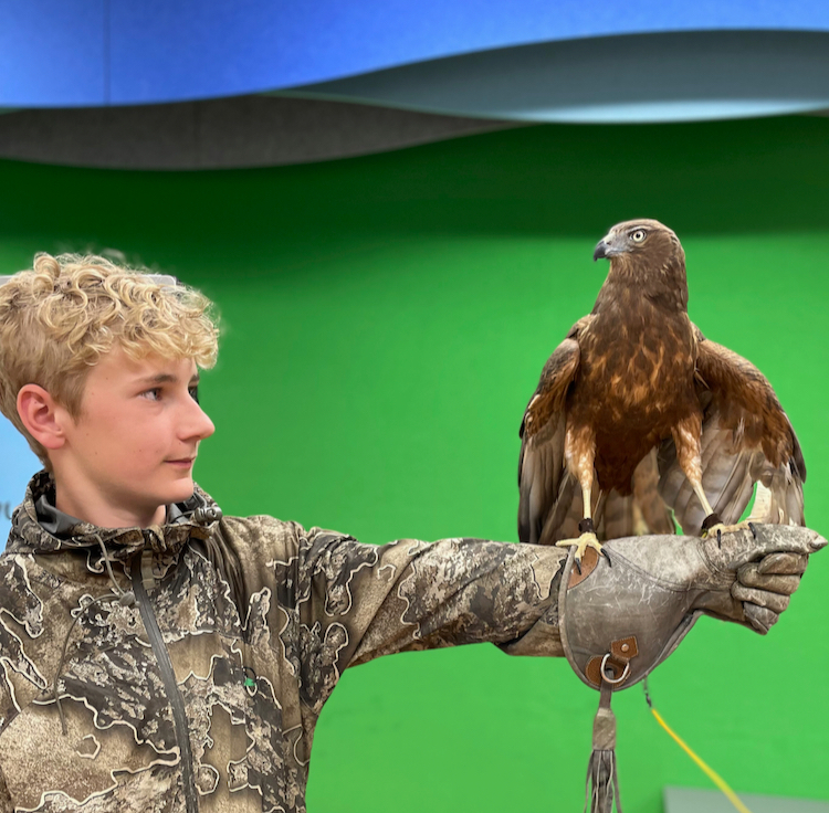 Getting up close with Tom at the New Zealand Raptor Experience, Timaru