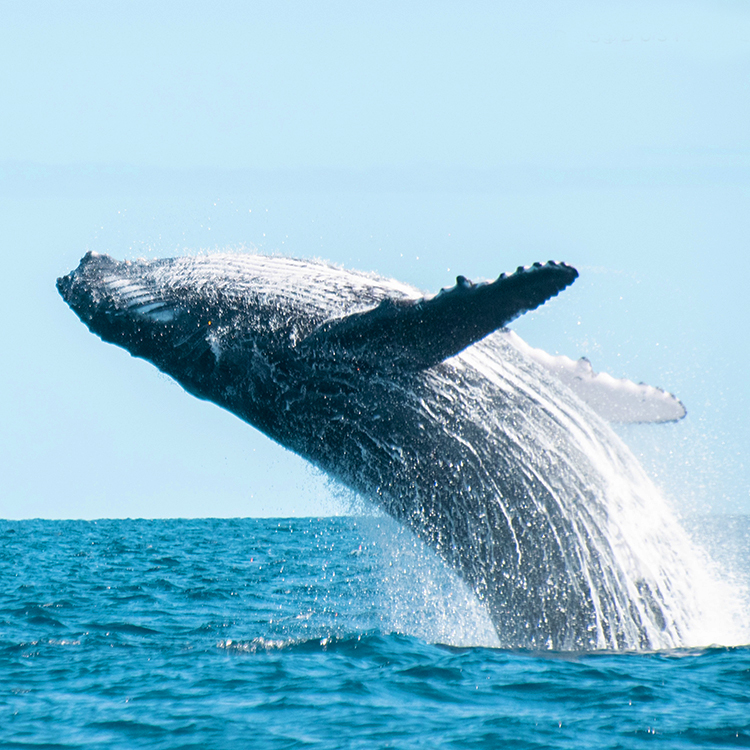 Tonga whale INP