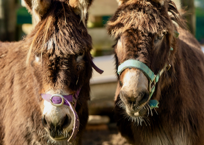 Te Paranui Donkeys INP