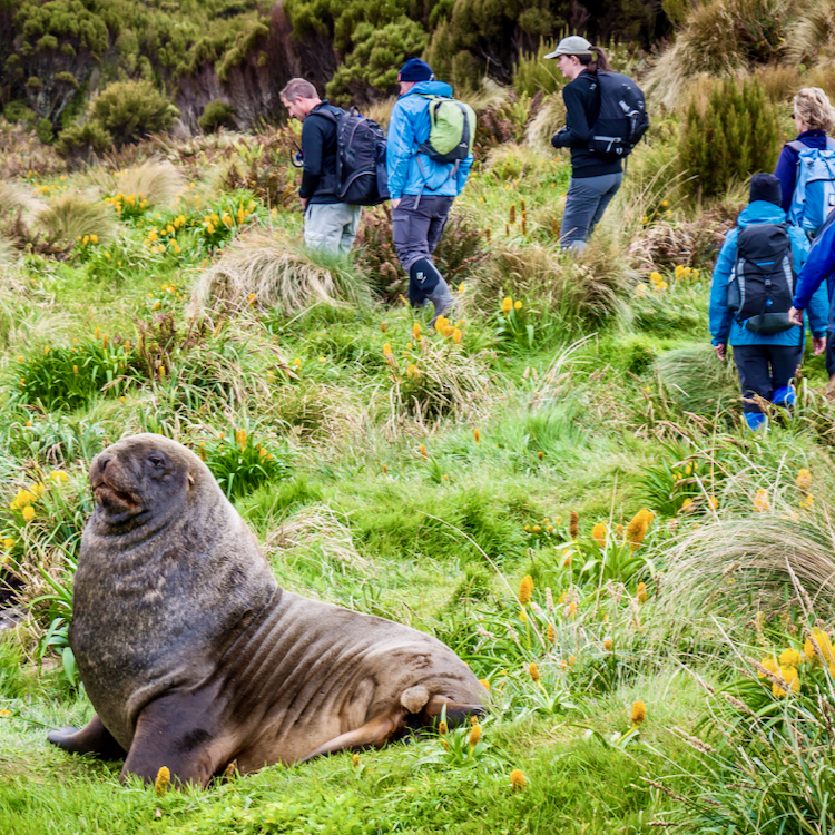 Wildlife, including enormous sea lions is common on the Subantarctic Islands.