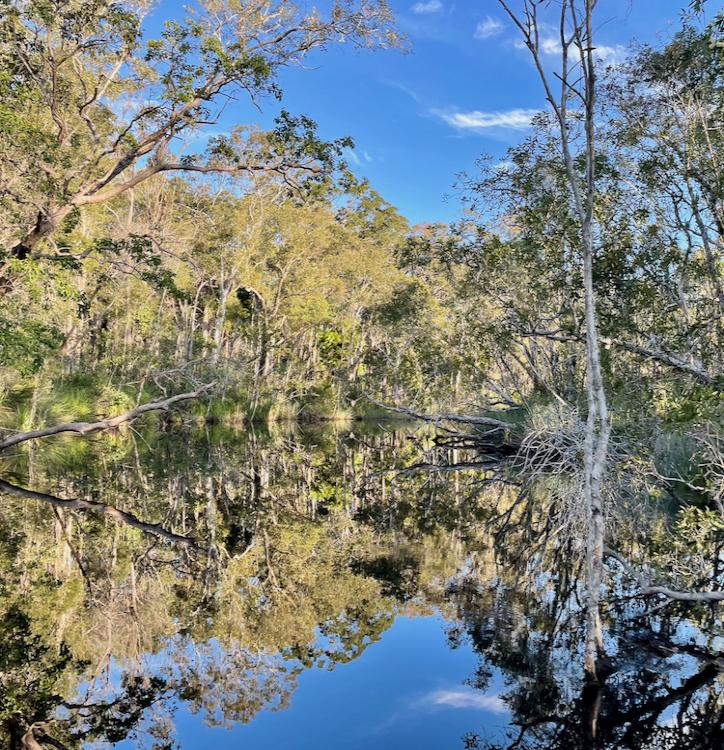 Incredible reflections at the Noosa Everglades 