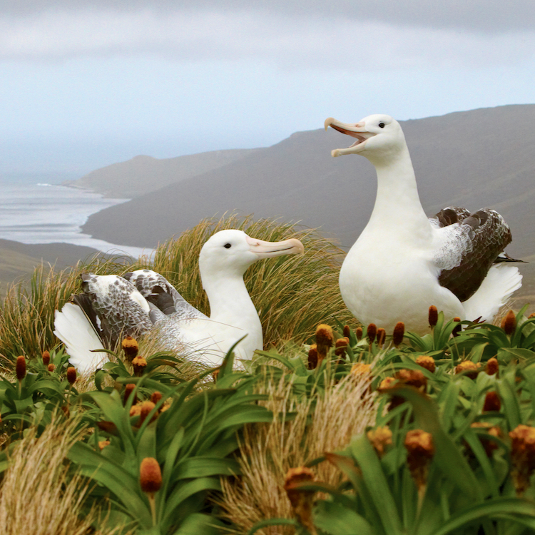 Heritage Expeditions albatrosses