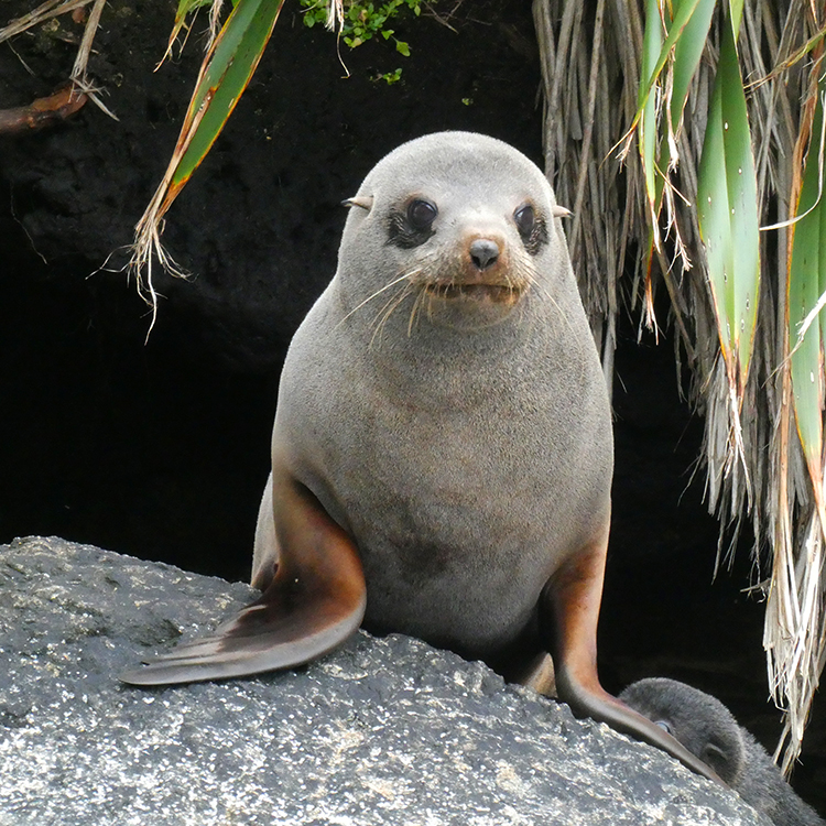 Fiordland cruise seal INP