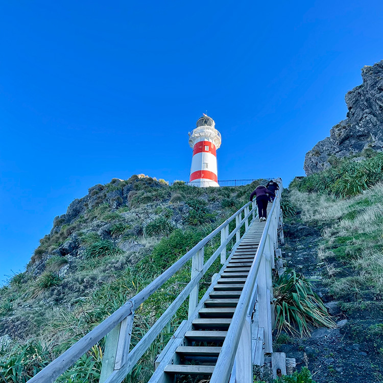 Wairarapa Cape Palliser INP