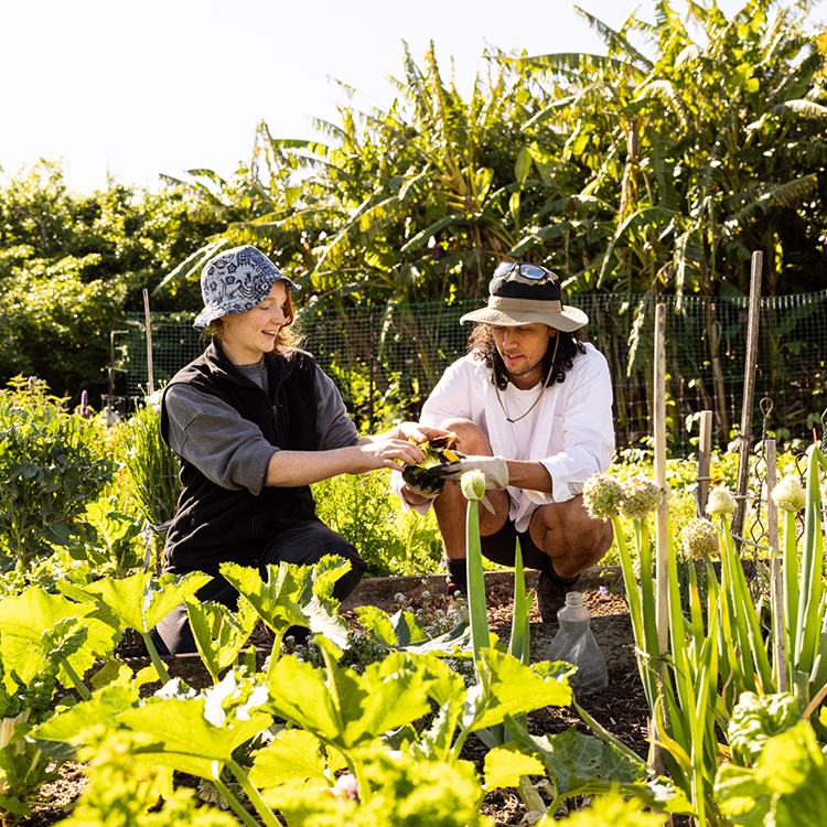 Staff work with the help of volunteers to grow climate-friendly food