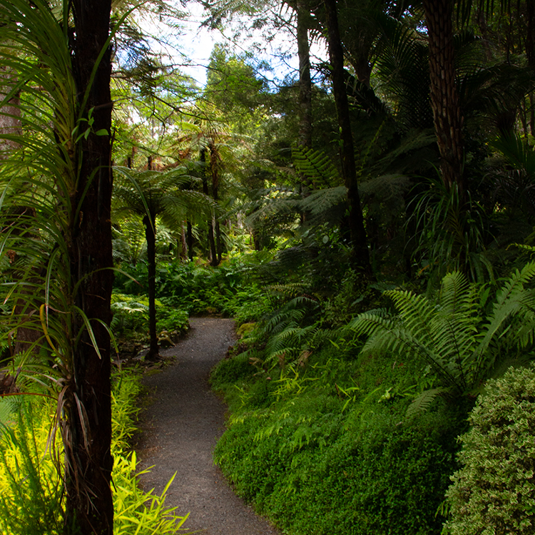 Tranquil forest walks at Rapaura Water Gardens.