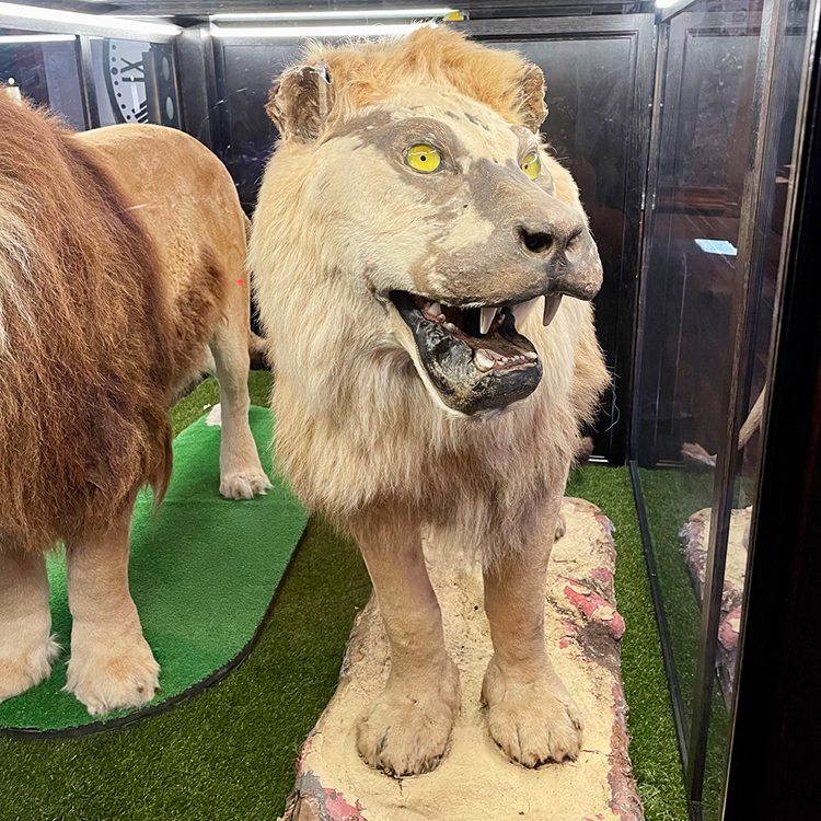 King Dick, the mangy lion is an icon of Wellington.