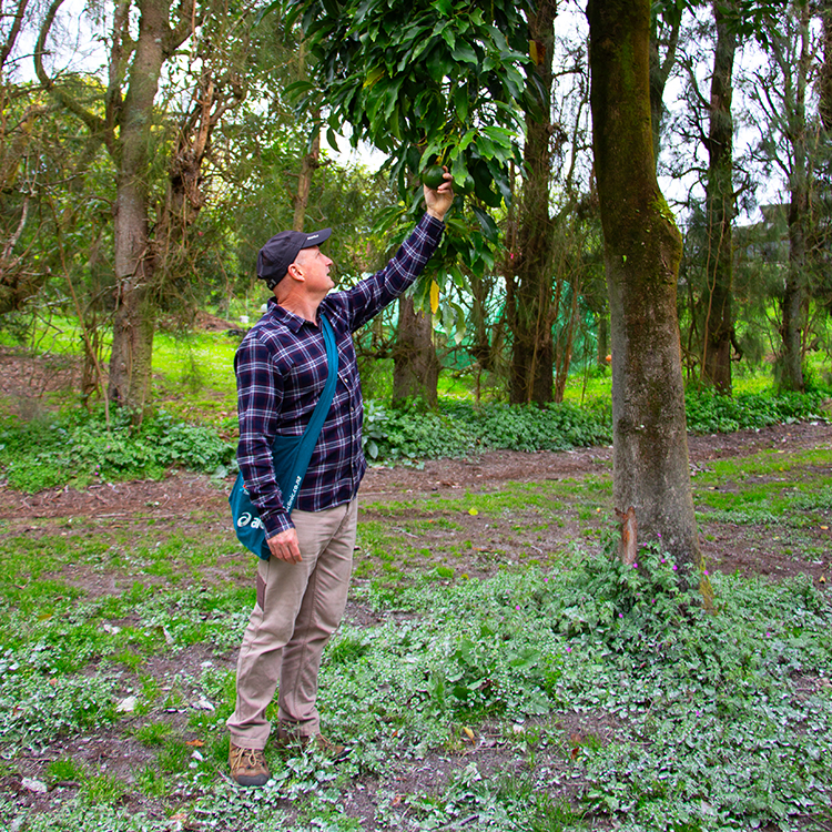 Bay of Plenty avocados INP