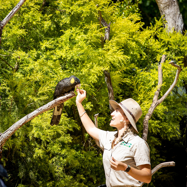 Gold Coast Currumbin Sanctuary INP