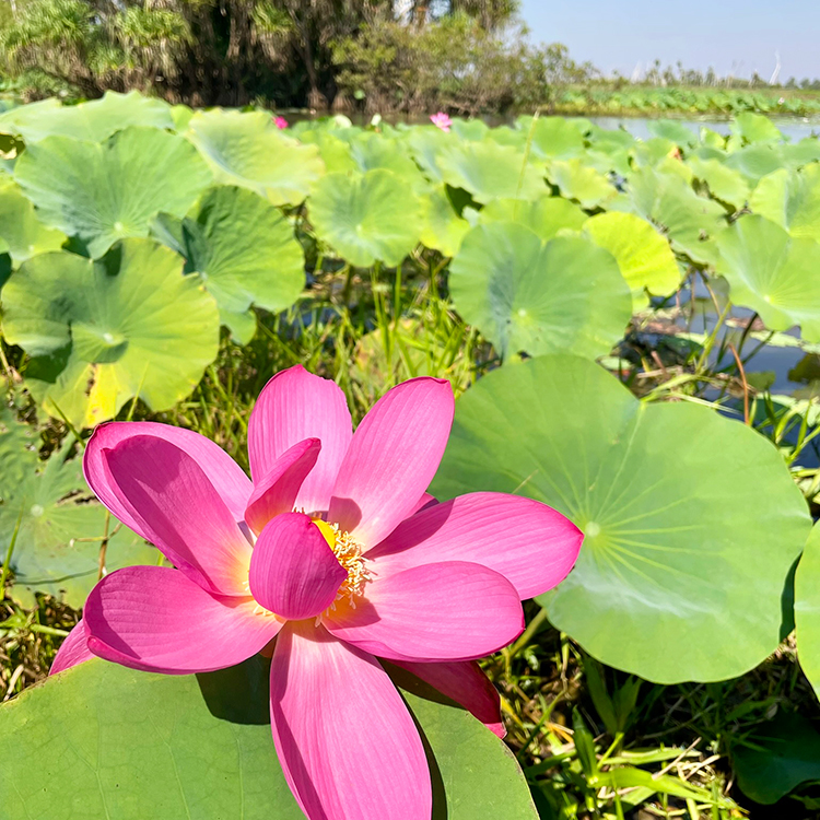 Outback Spirit lotus flower INP