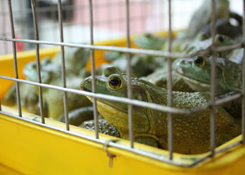 Frogs for sale
