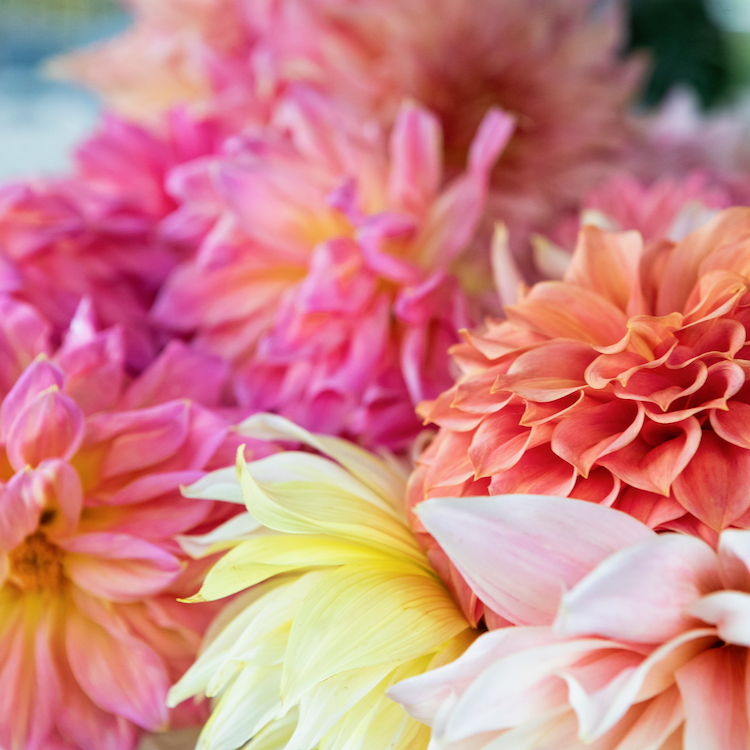 Some of the beautiful dahlia blooms grown by Ed Malcolm-Tait.