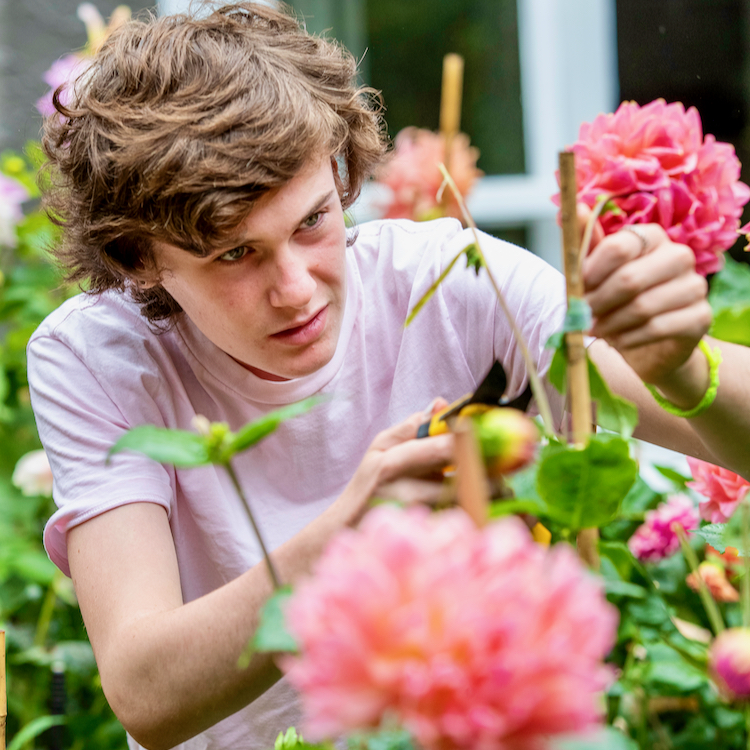 13-year-old Ed Malcolm Tait tending to his dahlias in Wellington. 