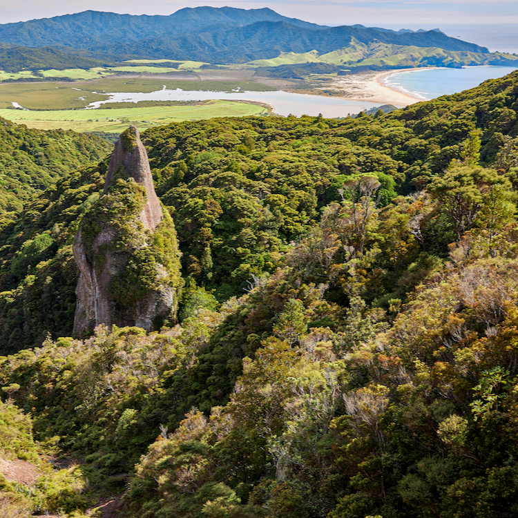 Windy Canyon is a short, must-do walk on Great Barrier Island. 