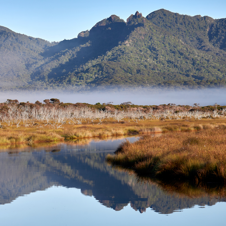Misty morning views on Great Barrier Island. 