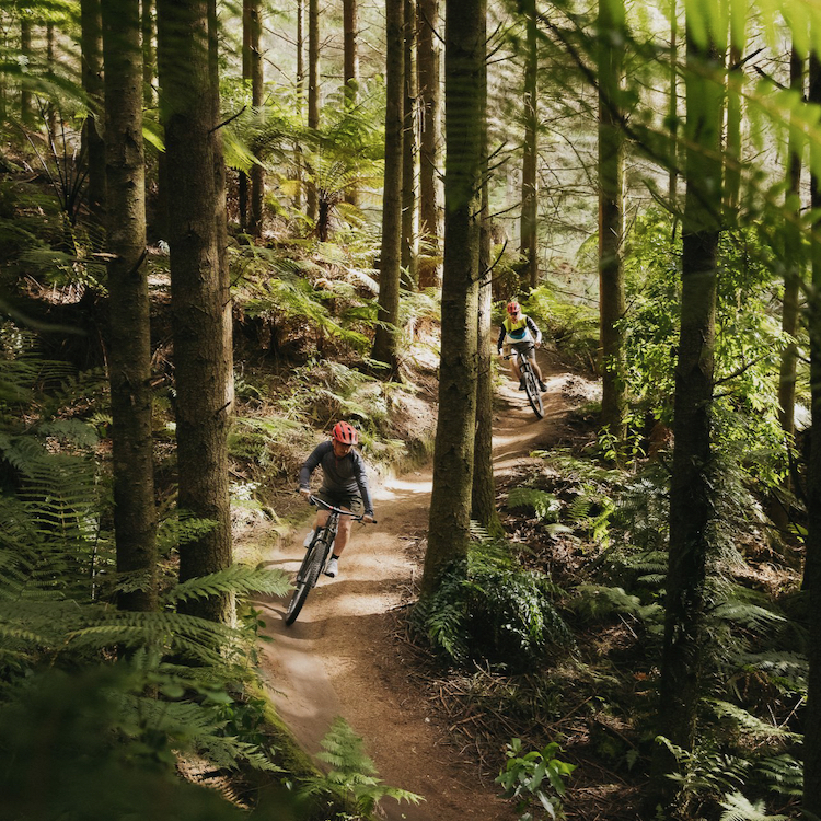 The Whakarewarewa Forest Loop in Rotorua has some great downhill sections. 