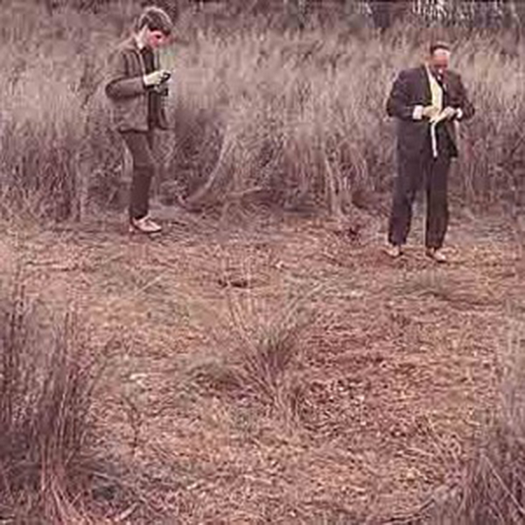 Ngātea Crop Circles: Did aliens visit the Waikato? | AA New Zealand