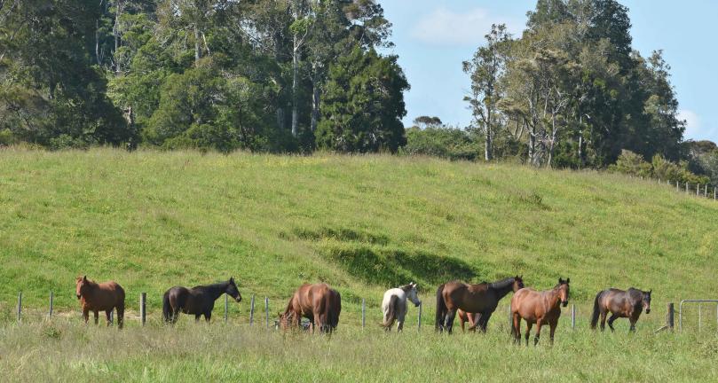 Horses outside Clevedon Village