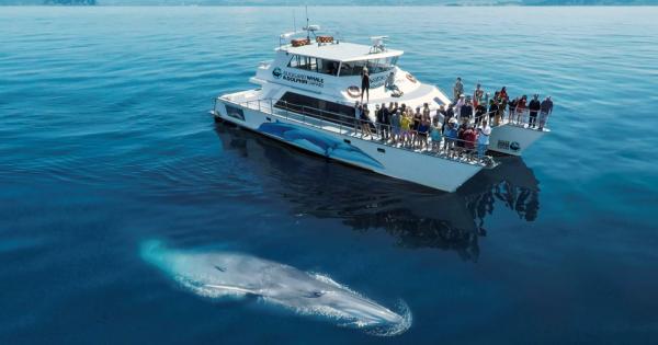 dolphin boat safari