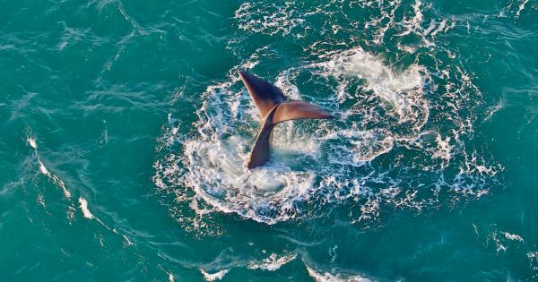 Whale watching from above in Kaikōura | AA New Zealand