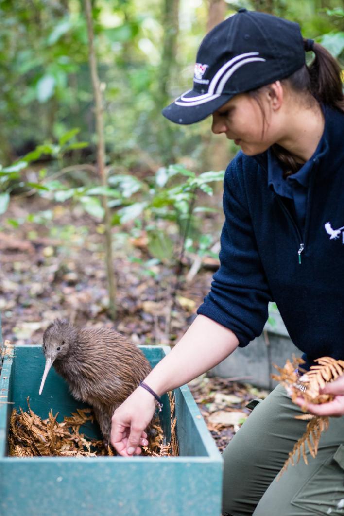 Cleaning up a kiwi’s hutch at Pukaha Mount Bruce Wildlife Centre