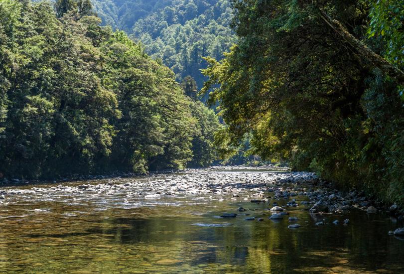 The ever-beautiful Tararua Forest