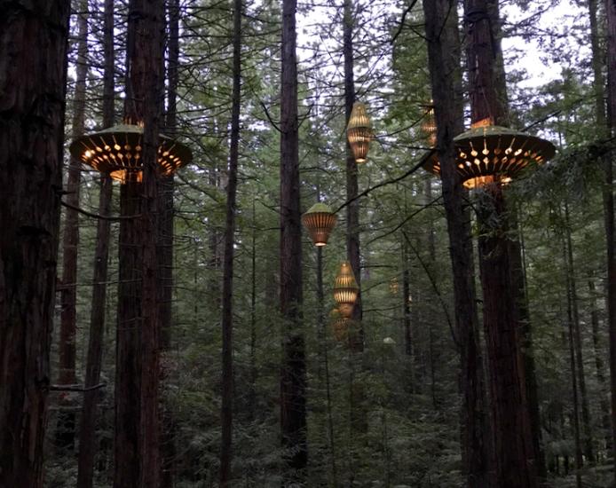 Redwoods nightlights