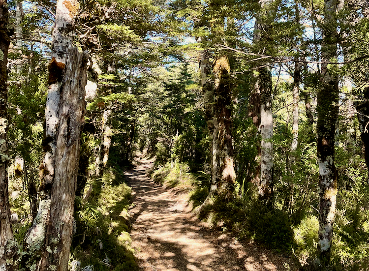 Waitonga Falls Track