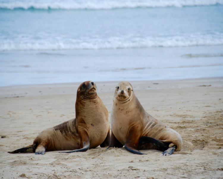 Southland Sealions