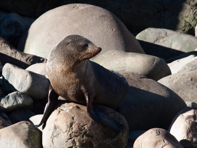 Kekeno New Zealand Fur Seal in Fiordland Marine Reserve