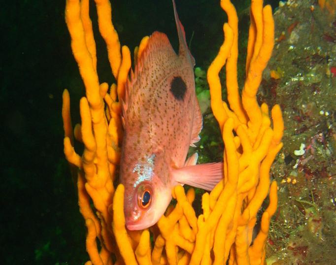 Butterfly Perch in Fiordland Marine Reserve