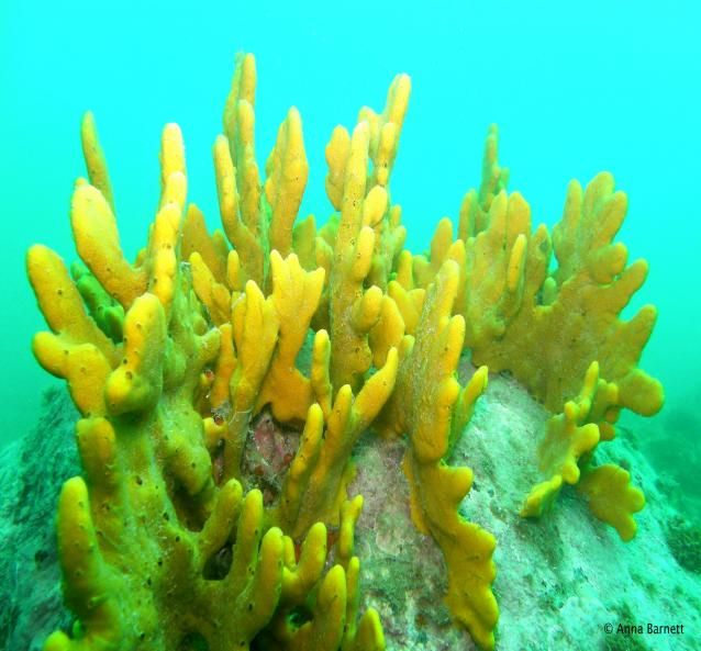 Yellow sponge at Hiroirangi Marine Reserve