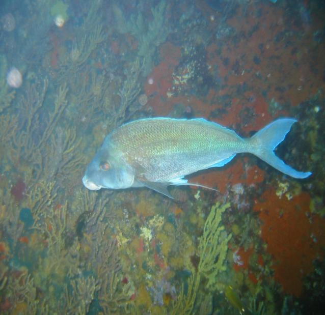 Snapper in the Westhaven Whanganui Inlet Marine Reserve 