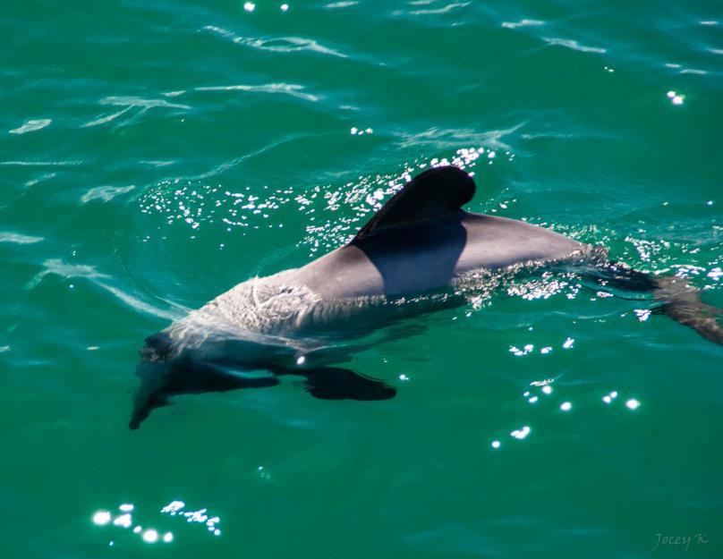 Hectors Dolphin in Akaroa