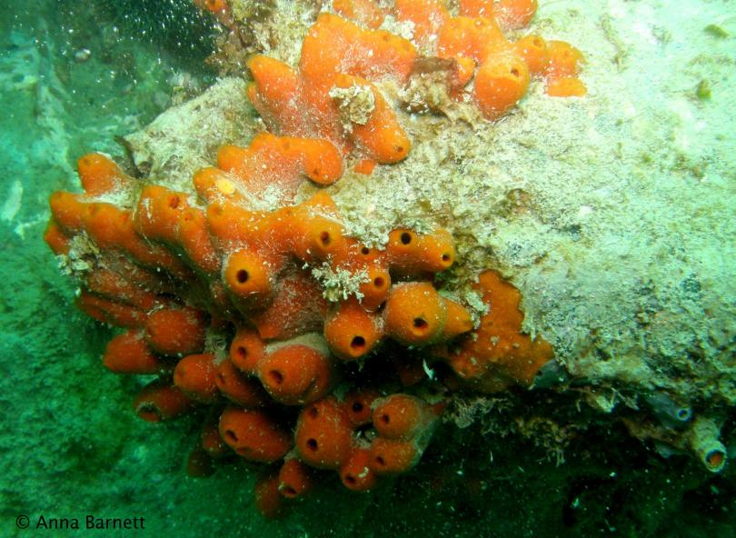 Sea Sponge at Parininihi Marine Reserve 