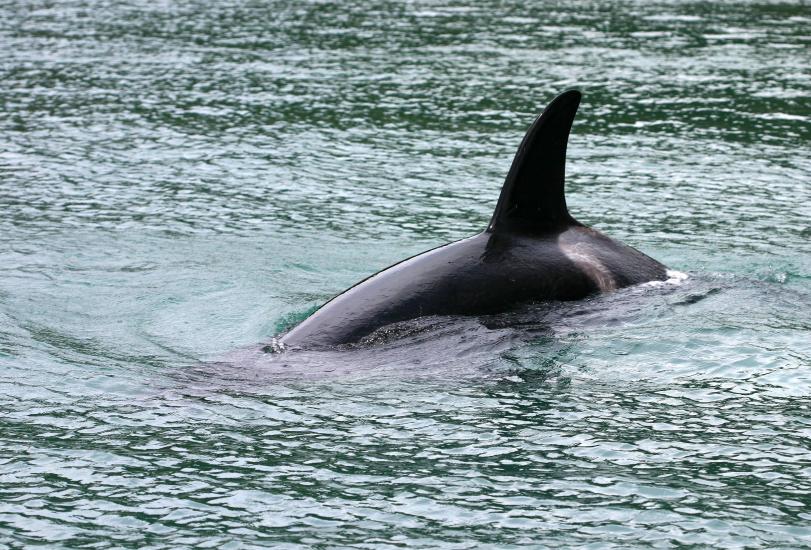 Orca, Tapuae Marine Reserve 