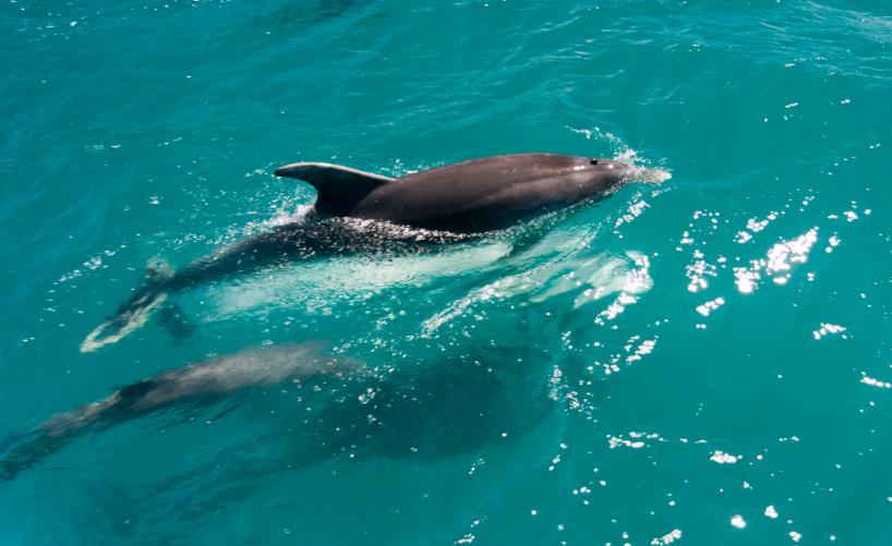 Bottlenose Dolphins at Fiordland Marine Reserve 