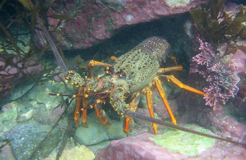 Crayfish at Te Tapuwae o Rongokako Marine Reserve 