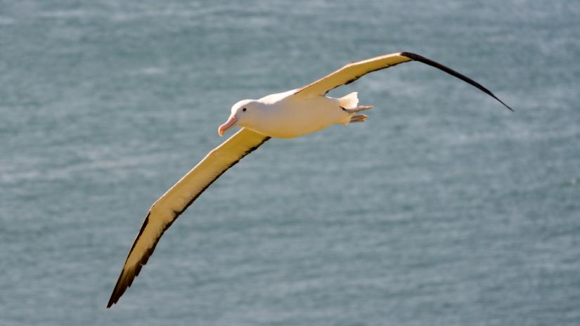 Campbell Island Southern Royal Albatross