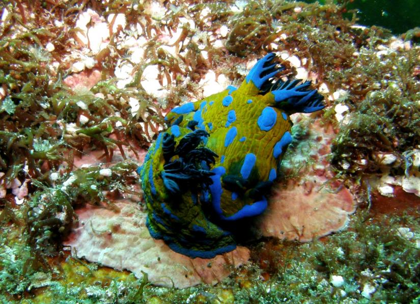 Tambja Nudibranch at Te Angiangi Marine Reserve