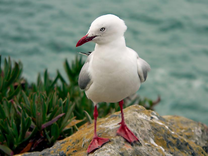 Motu Manawa Marine Reserve red billed gull
