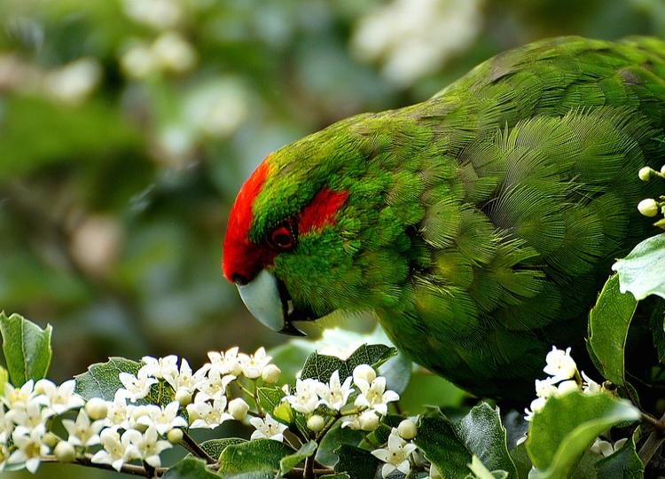 Kākāriki in Nelson Lakes National Park