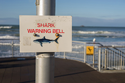 Sharkwarning Jill Ferry