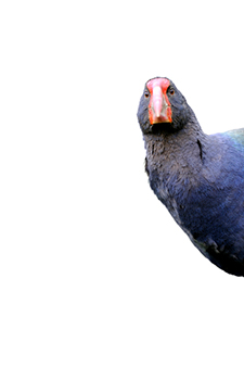 Takahe David Tipling 