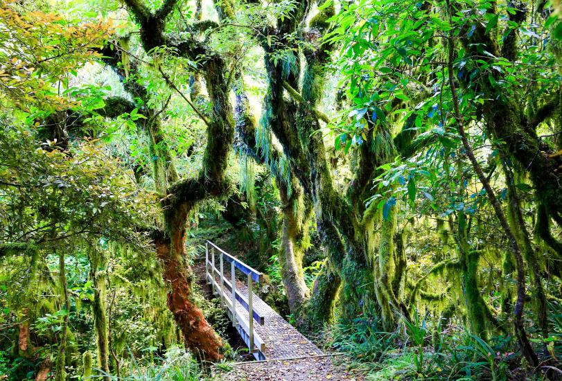 Goblin forest, Egmont National Park