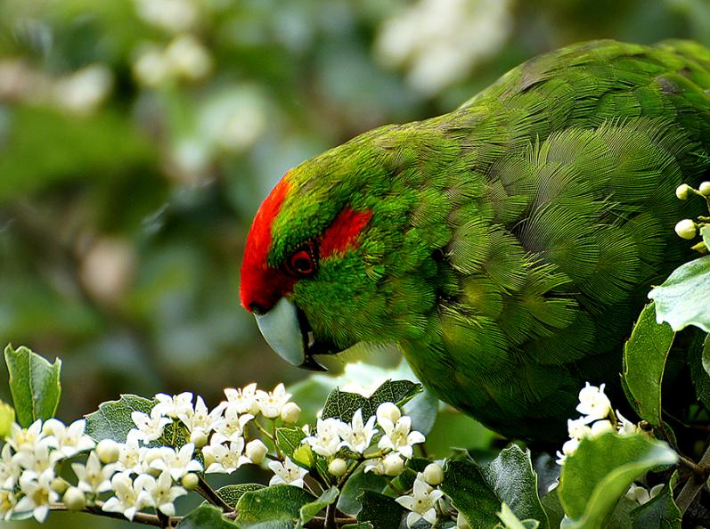 Red-crowned parakeet/kākāriki 