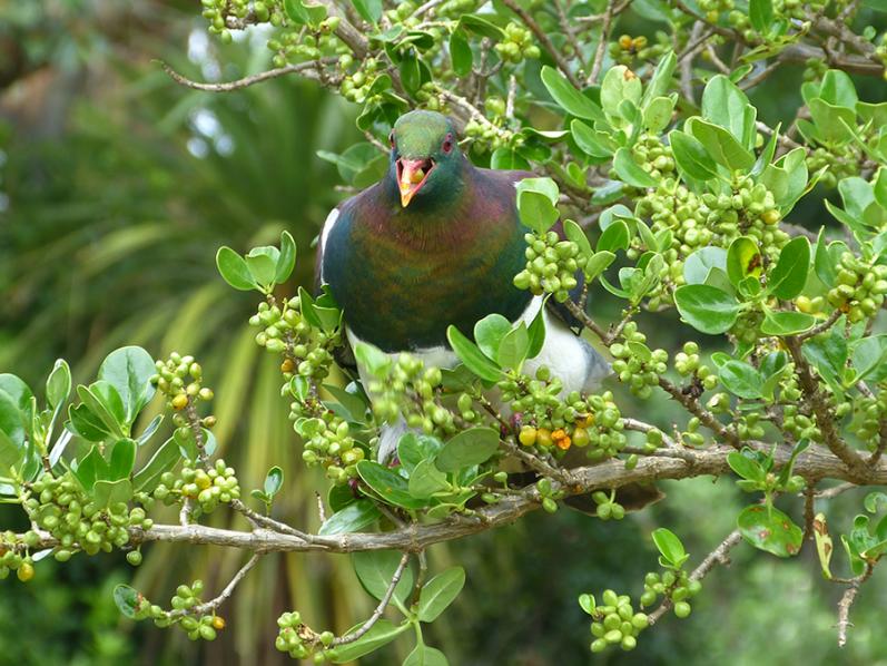 Kererū feeding 