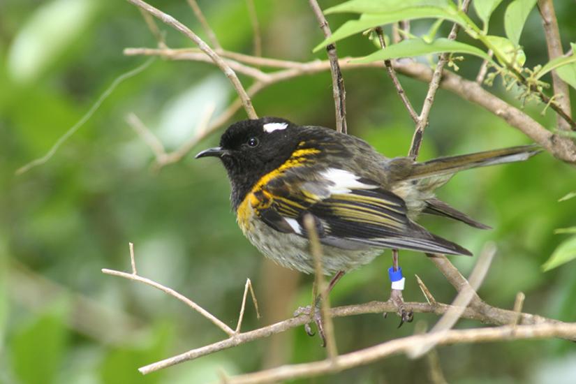 Male stitchbird on Tiritiri Matangi 