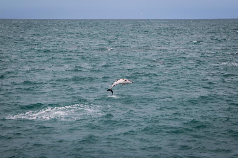 Dusky dolphins jump high out of the water