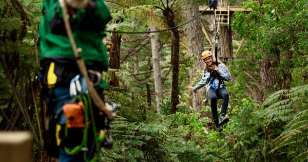 Travel through native bush via train or zipline in The Coromandel | AA ...